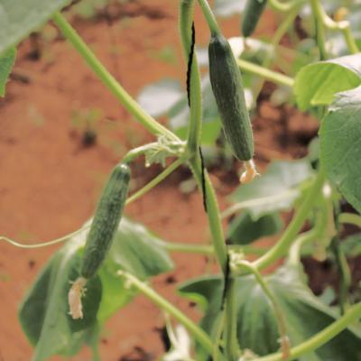 Agri Tourism Cucumber Plant Scientific Roets Agri Space