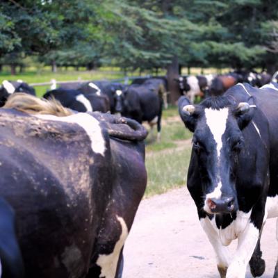 Agri Tourism Dairy Cattle