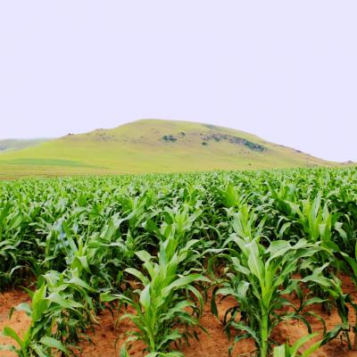 Agri Tourism Mooidraai Farm Maize Field