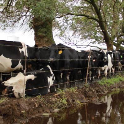 Agri Tourism Waterfall Dairy Cattle