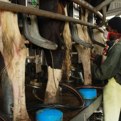 Agri Tourism Waterfall Dairy Farm Milking Process
