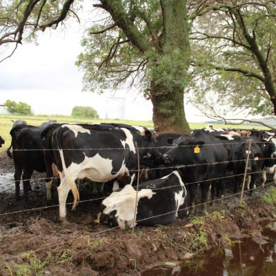 Agri Tourism Waterfall Farm Dairy Cattle 