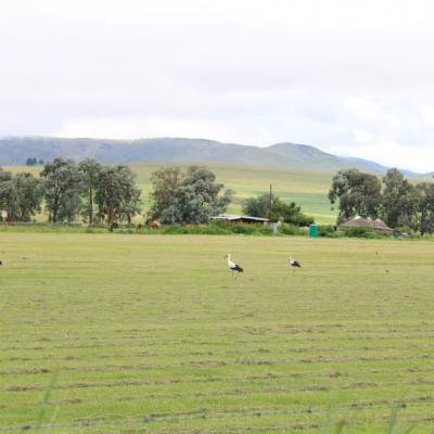 Cranes On Kargs Post 2