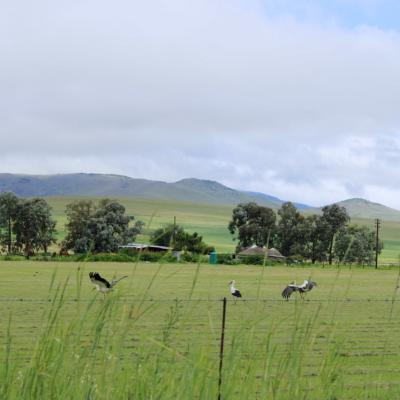 Cranes On Kargs Post Road