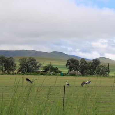 Cranes On Kargs Post