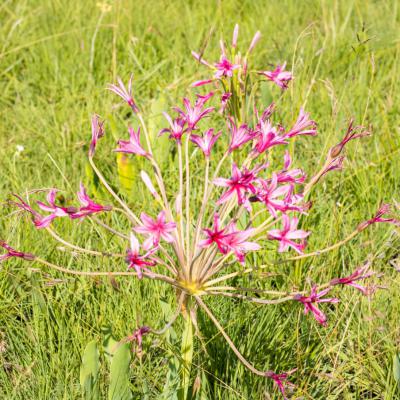 Mount Currie Nature Flowers 00