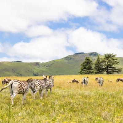 Mount Currie Nature Reserve 2