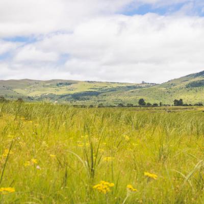 Mt Currie Nature Reserve Grasslands