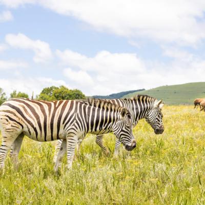 Mt Currie Nature Zebra