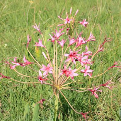 Ntsikeni Nature Reserve Grassland Flowers
