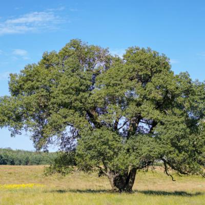 Ntsikeni Nature Reserve Iconic Tree