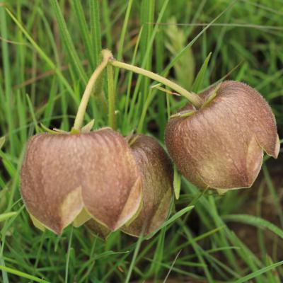 Ntsikeni Nature Reserve Indeginous Plant