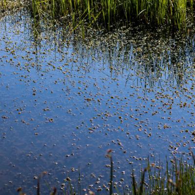 Ntsikeni Nature Reserve Swamps1