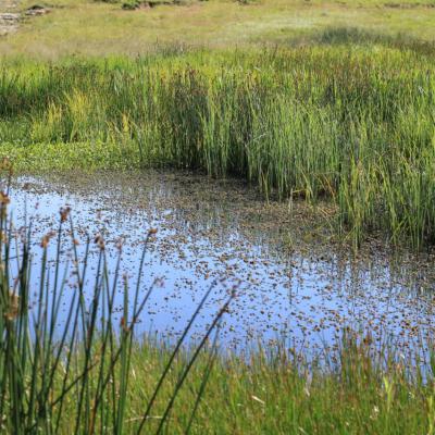Ntsikeni Nature Reserve Swamps