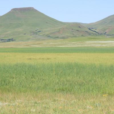 Ntsikeni Nature Reserve Wetlands 001