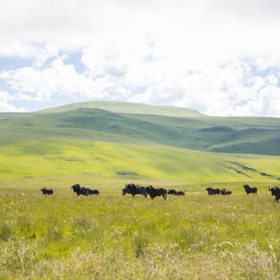 Ntsikeni Nature Reserve Wildlife